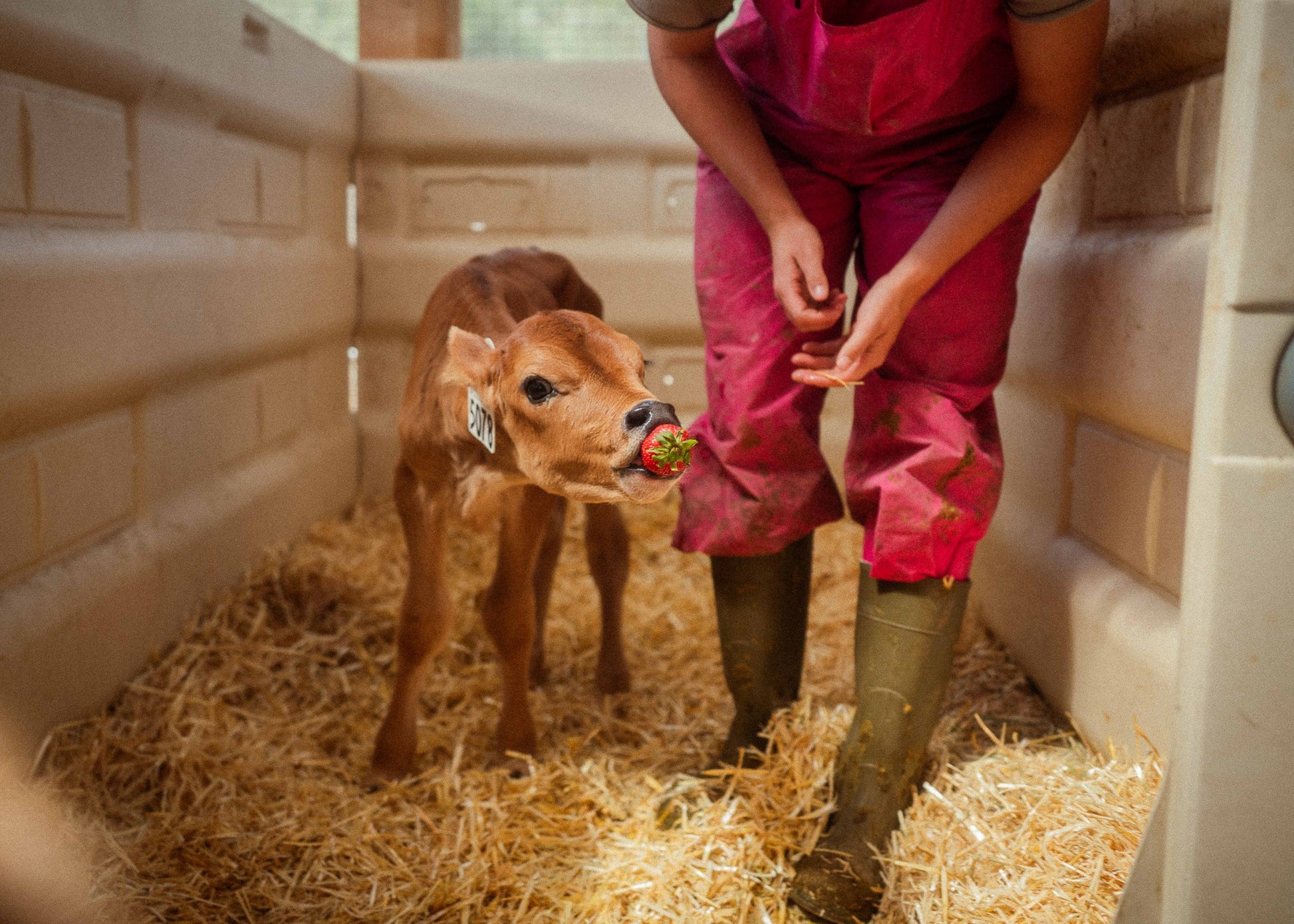 Farmer Protein Powder - Ballerina Farm