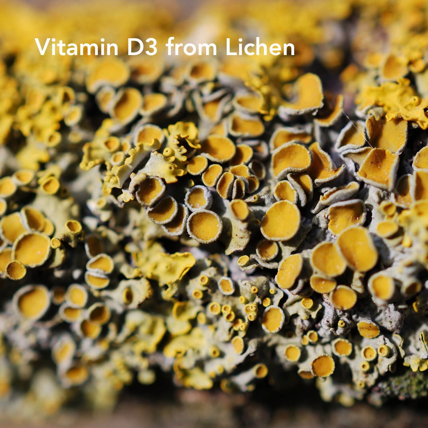 Lichen Source of Vitamin D